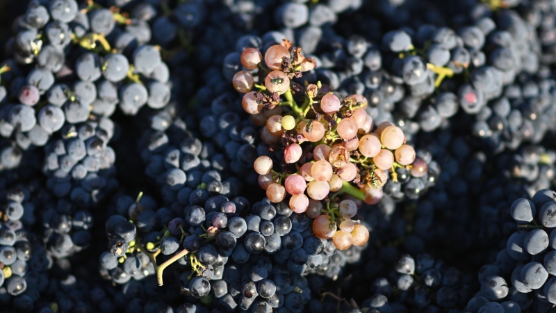 Россия по праву гордится уникальными сортами своего винограда, заявил Титов