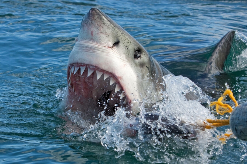 14 июля — какой сегодня праздник? Что отмечают в этот день в России и мире 