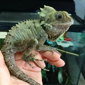 Лечение необычных животных в ветеринарии