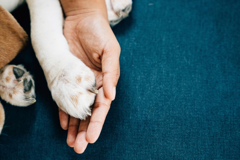 Кто сказал «гав». Какую программу для владельцев собак подготовили в столичном парке 50-летия Октября