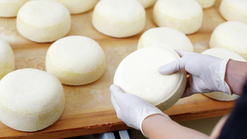 Московская область произвела 94,4 тысячи тонн сыра