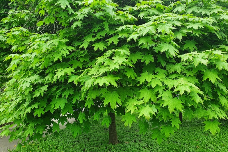 Вторжение инвайдеров: чем клен опасен для экологии 